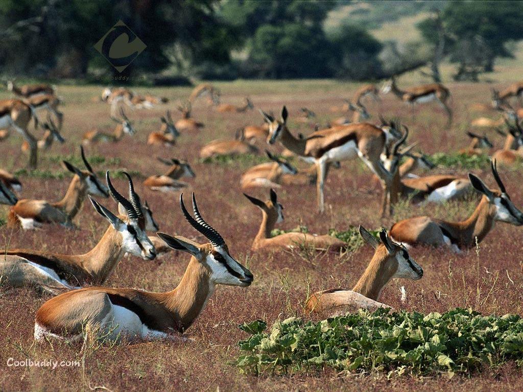 Gazelle Wallpapers Wallpaper Cave