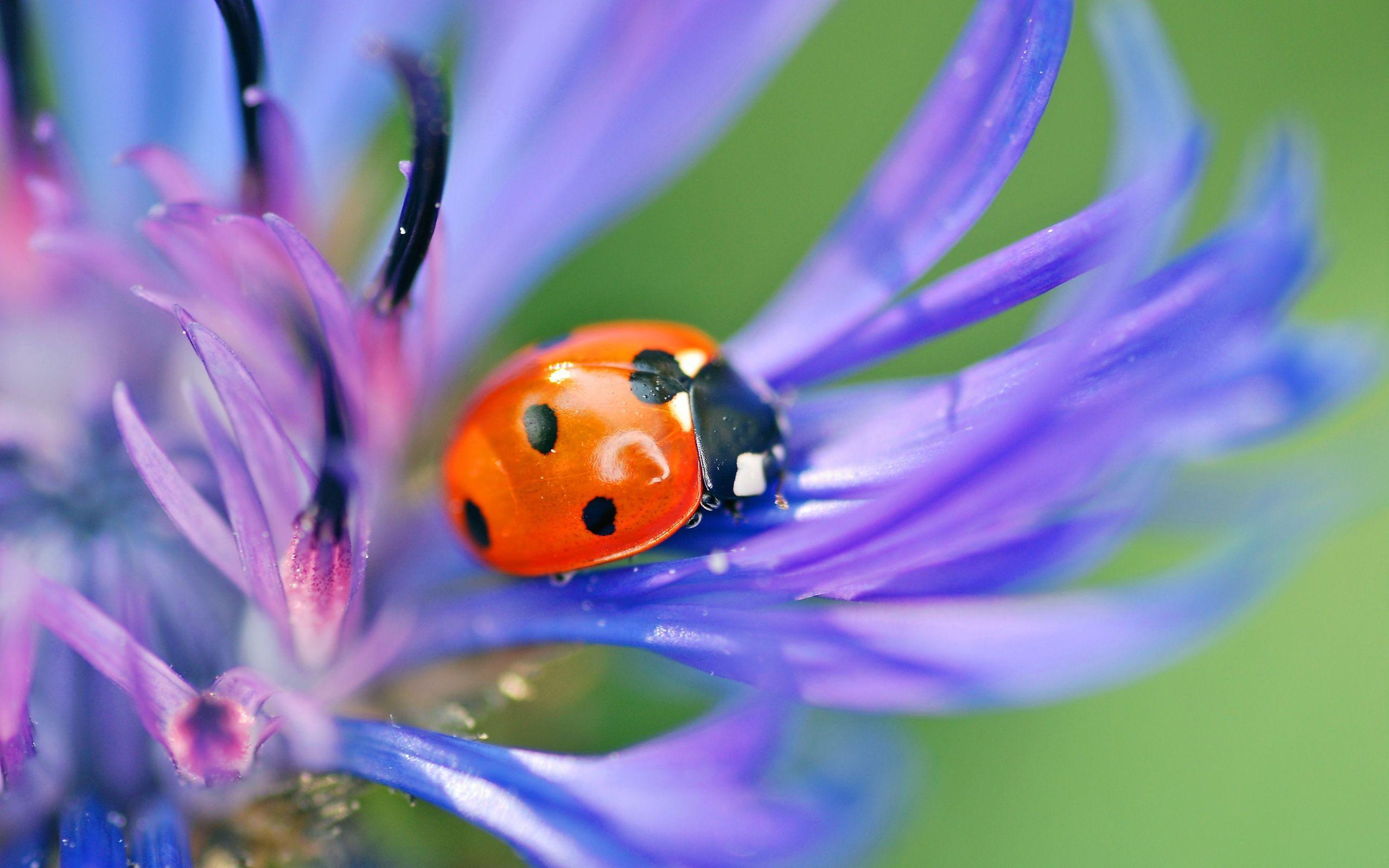 Ladybird Wallpapers Wallpaper Cave