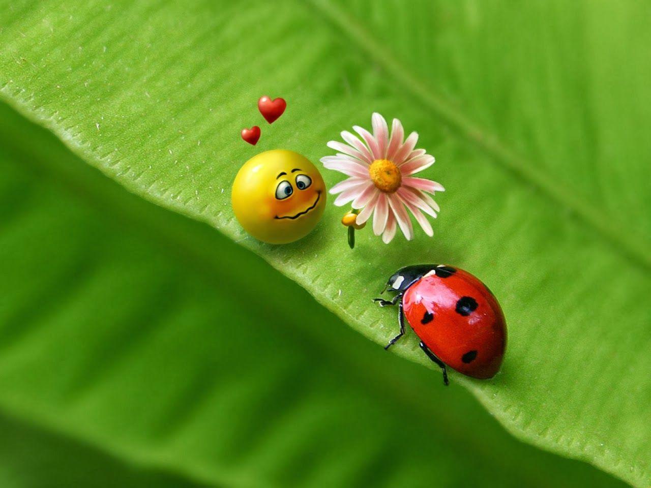 Ladybird Wallpapers Wallpaper Cave