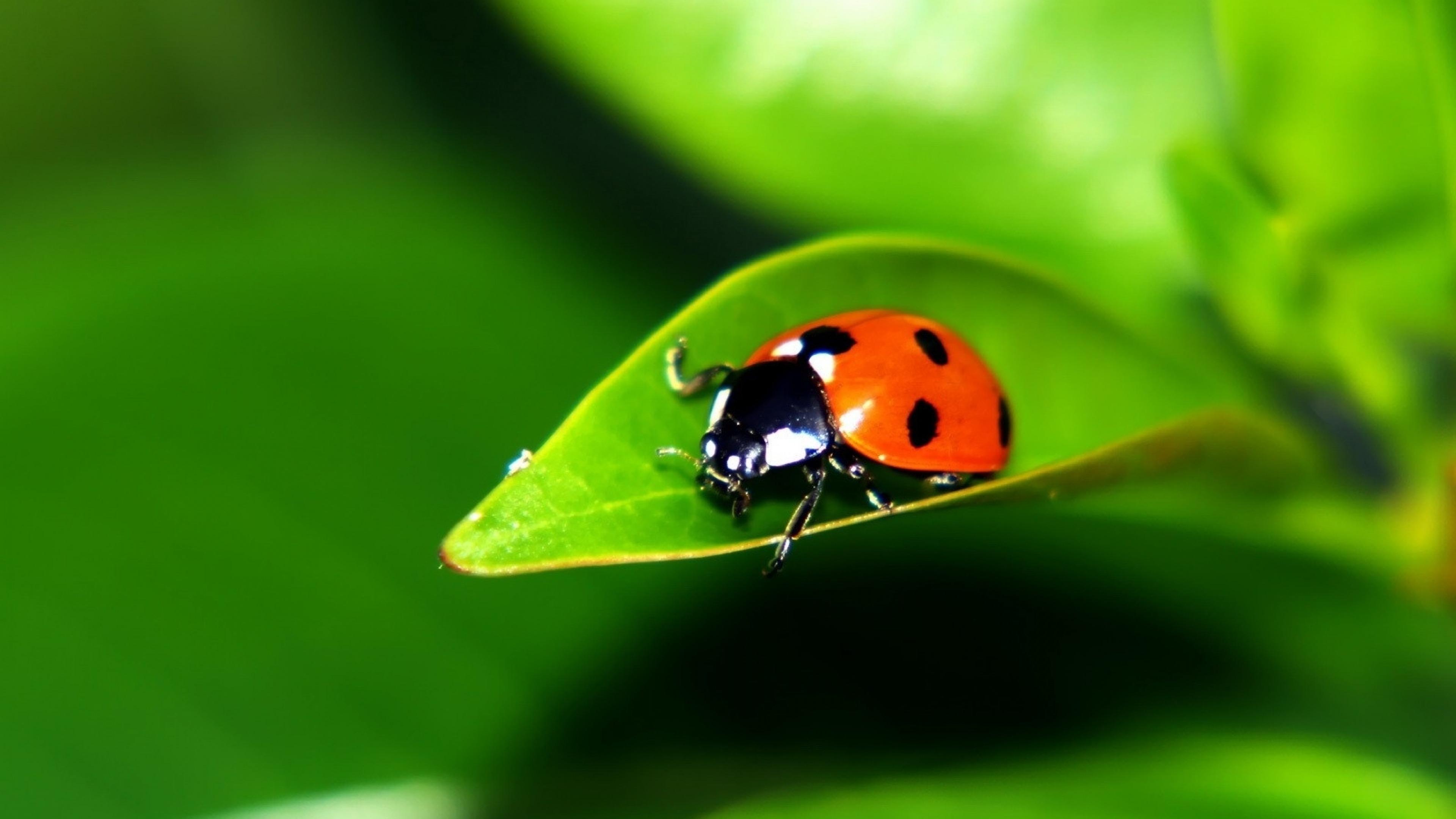 Ladybird Wallpapers Wallpaper Cave