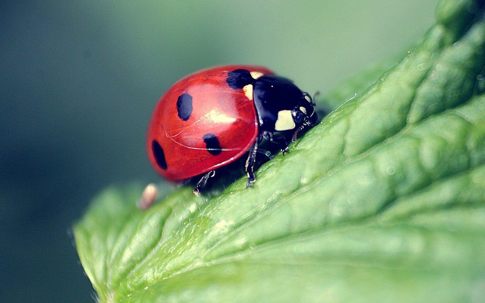 Ladybird Wallpapers Wallpaper Cave