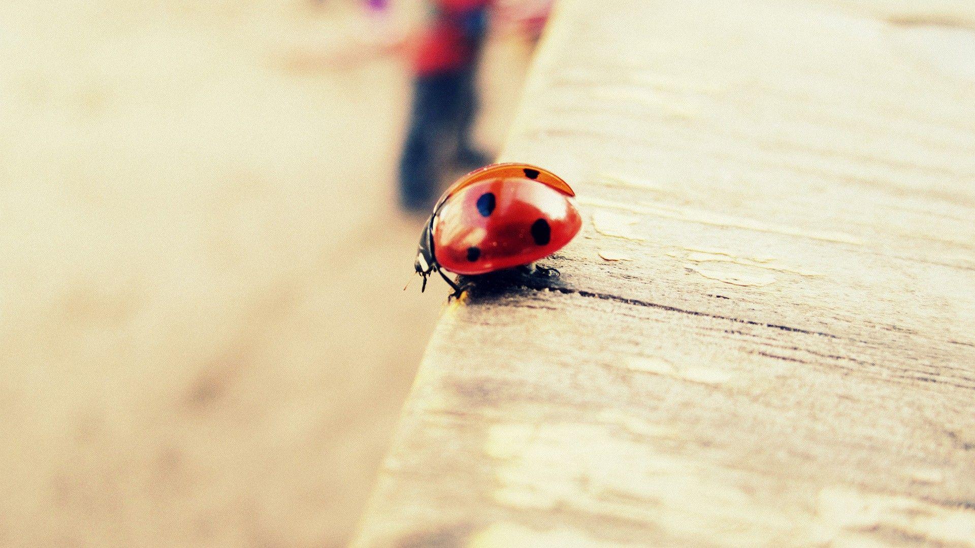 Ladybird Wallpapers Wallpaper Cave