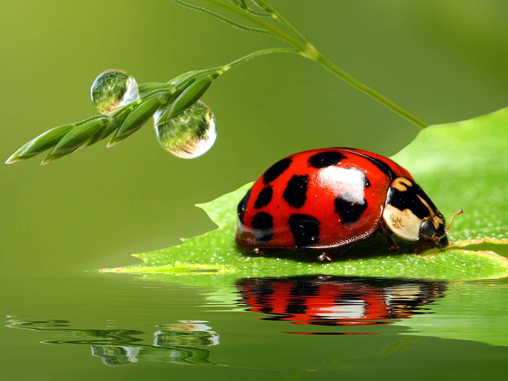 Ladybird Wallpapers Wallpaper Cave