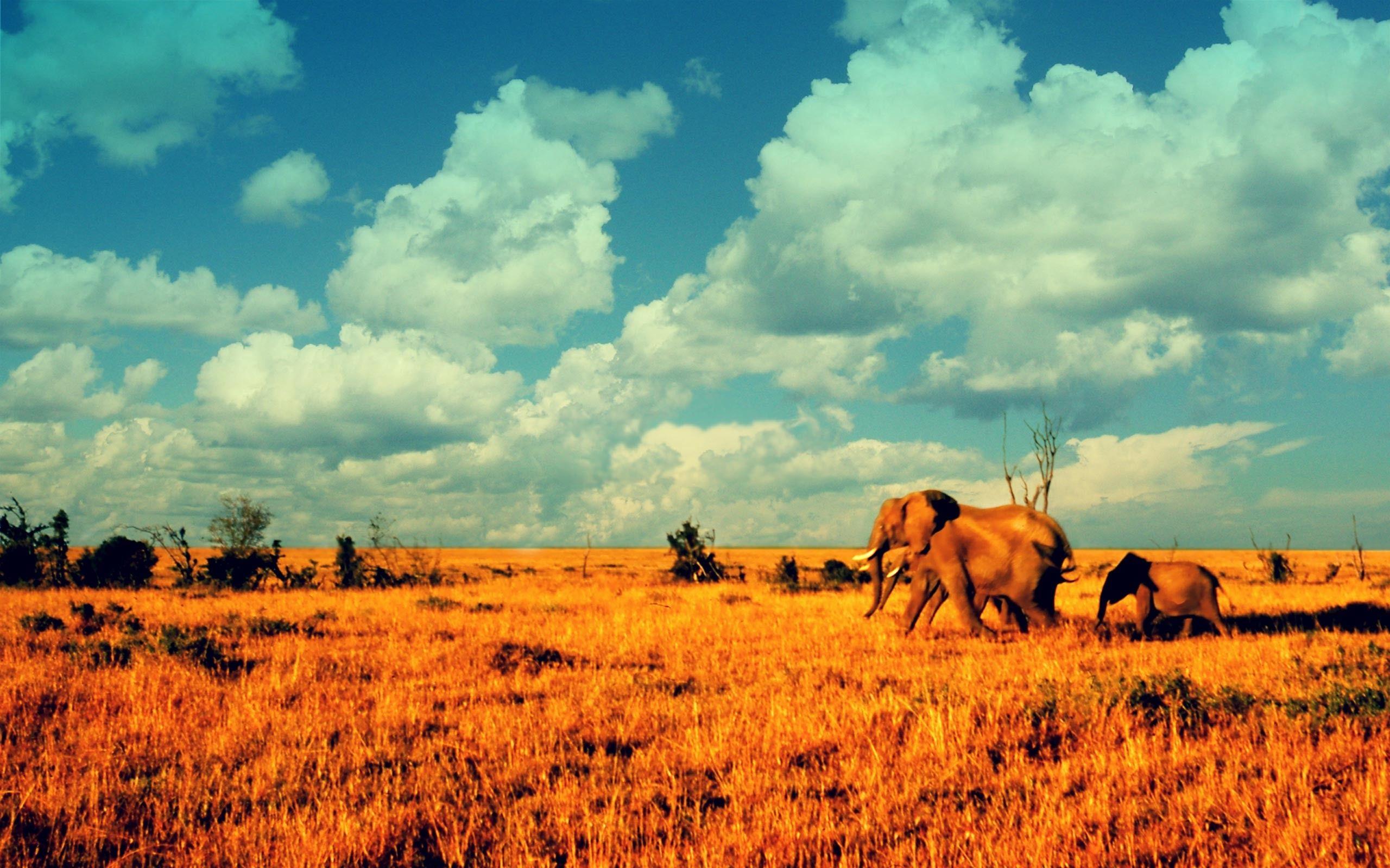 African Savanna Wallpapers Wallpaper Cave
