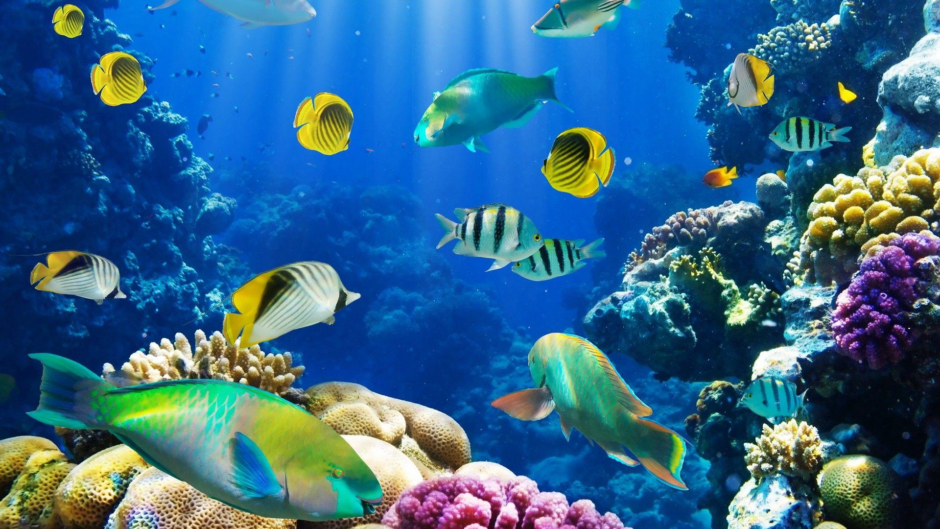 Sea Life HD Wallpapers Wallpaper Cave