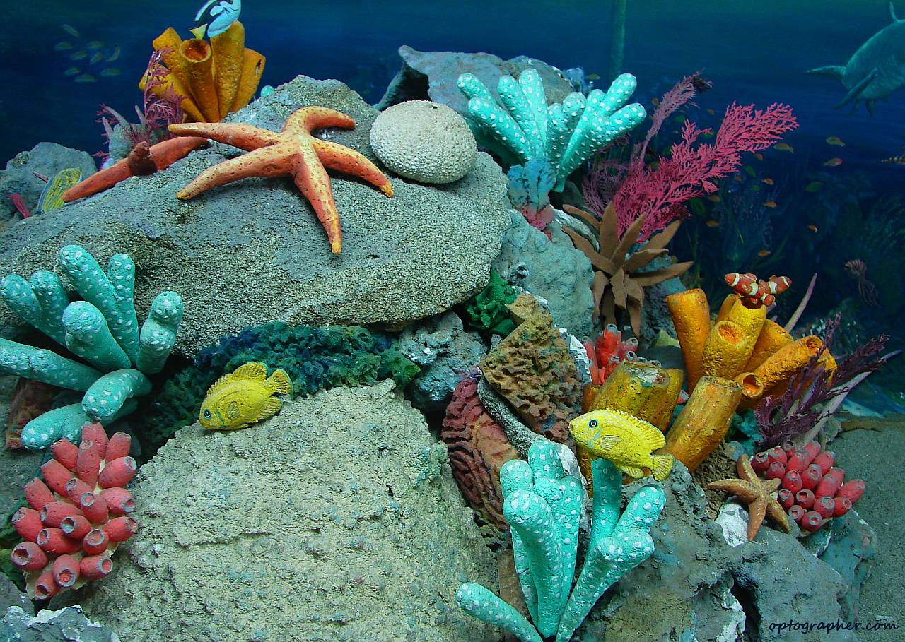 Sea Life HD Wallpapers Wallpaper Cave