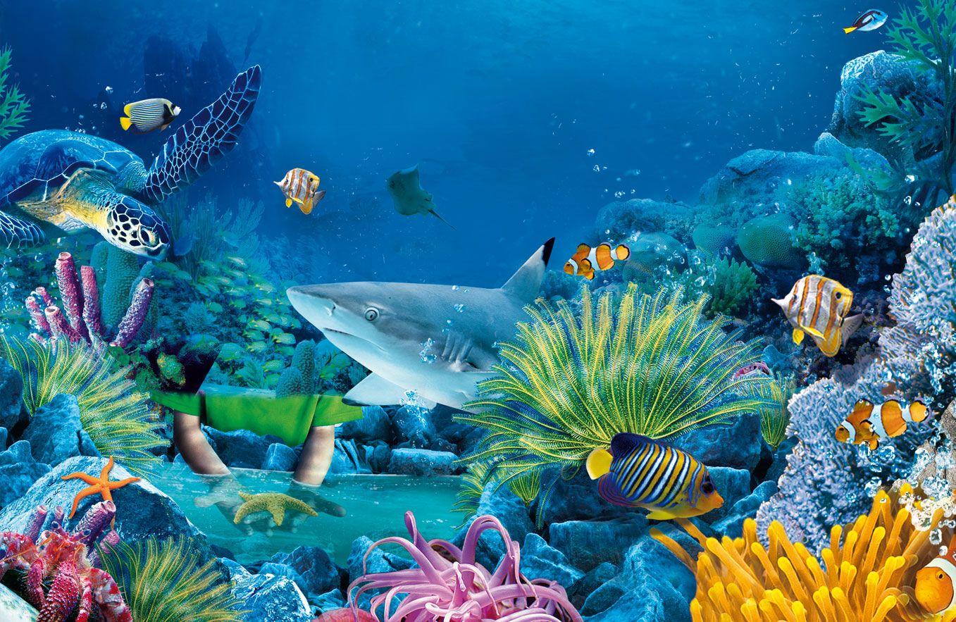 Sea Life HD Wallpapers Wallpaper Cave