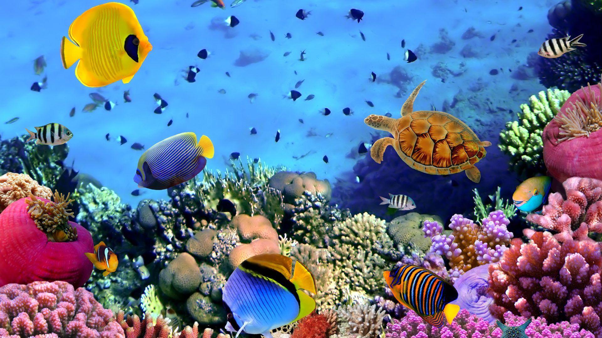 Coral Reefs Wallpapers Wallpaper Cave