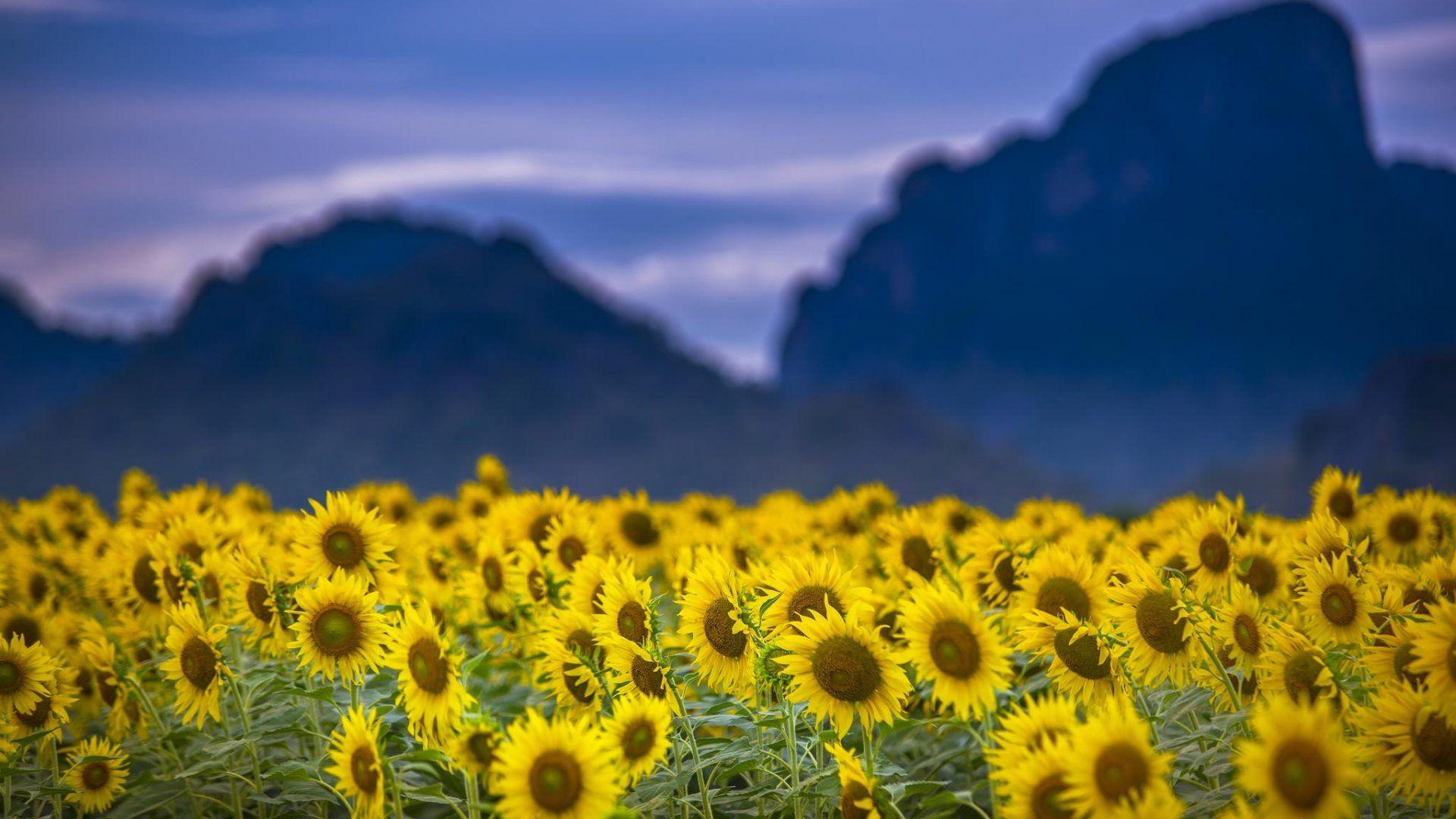 Normal Wallpapers Wallpaper Cave