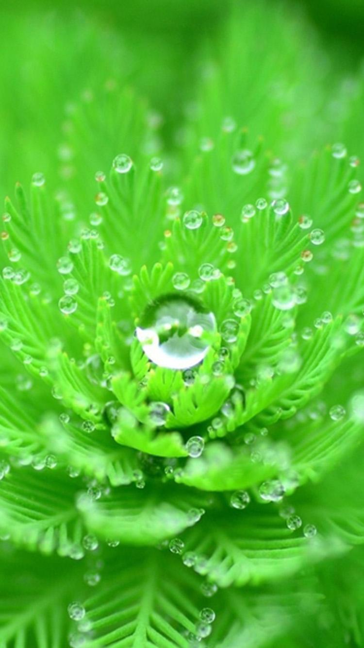 Green iPhone Wallpapers Wallpaper Cave