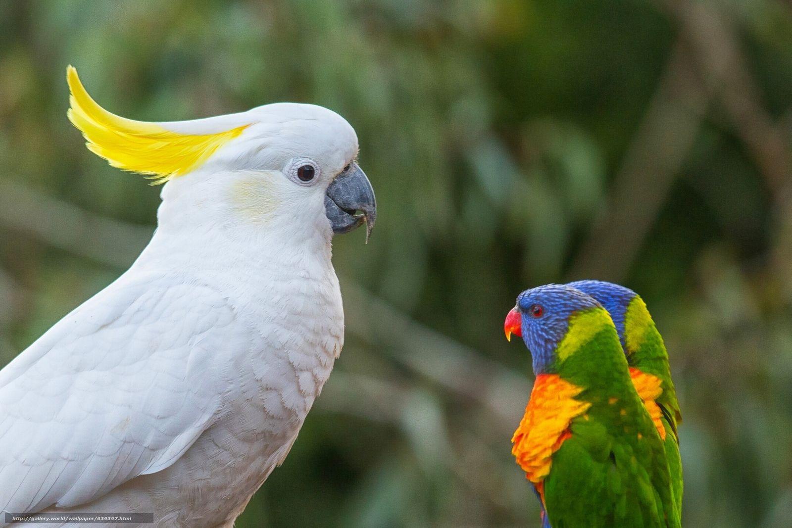 Cockatoo Wallpapers Wallpaper Cave