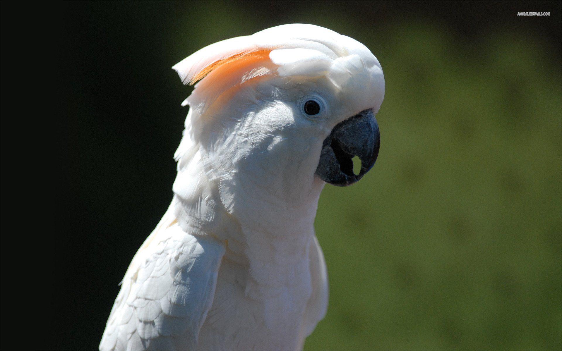 Cockatoo Wallpapers Wallpaper Cave