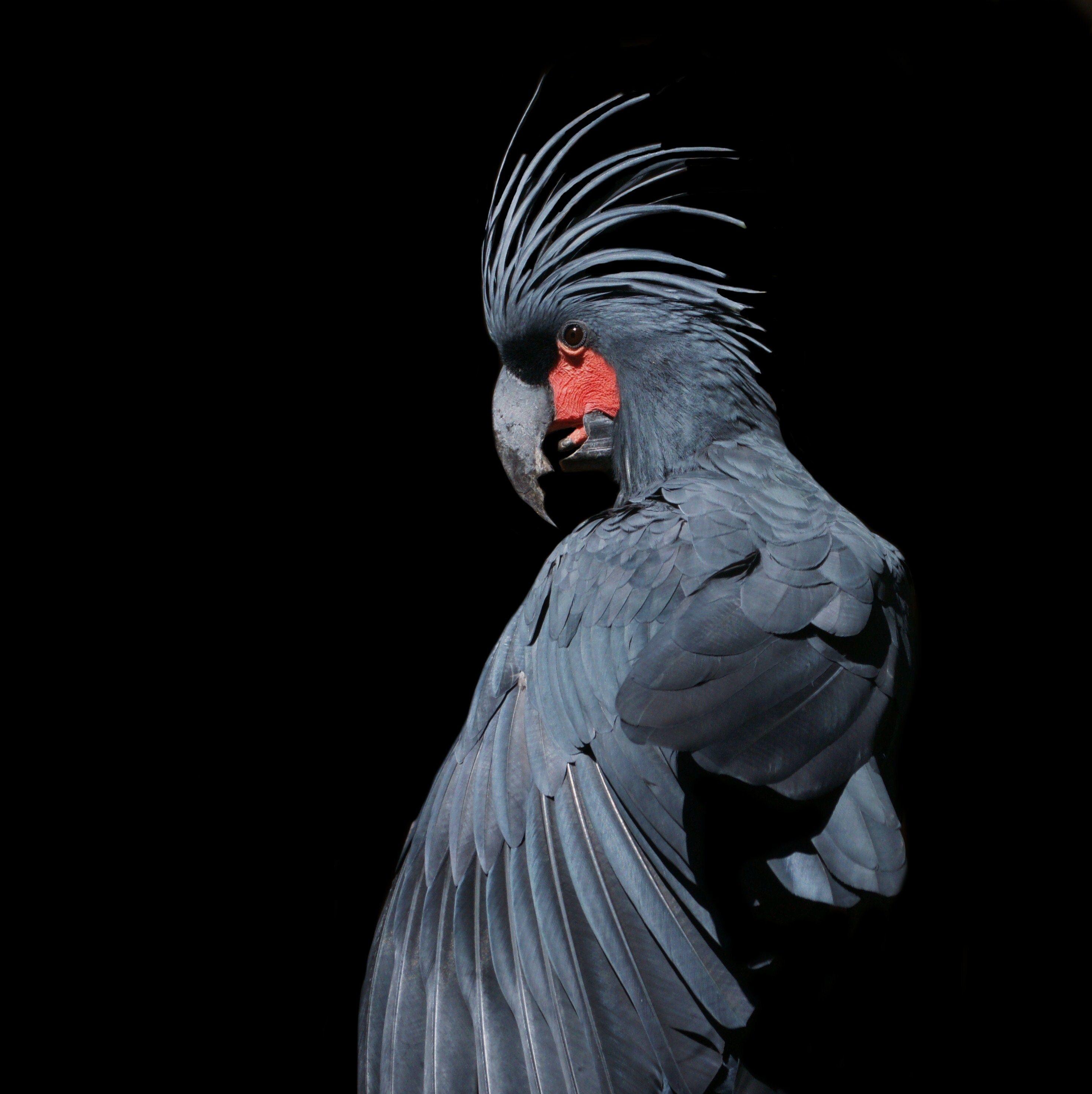 Cockatoo Wallpapers Wallpaper Cave