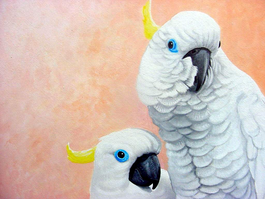 Cockatoo Wallpapers Wallpaper Cave