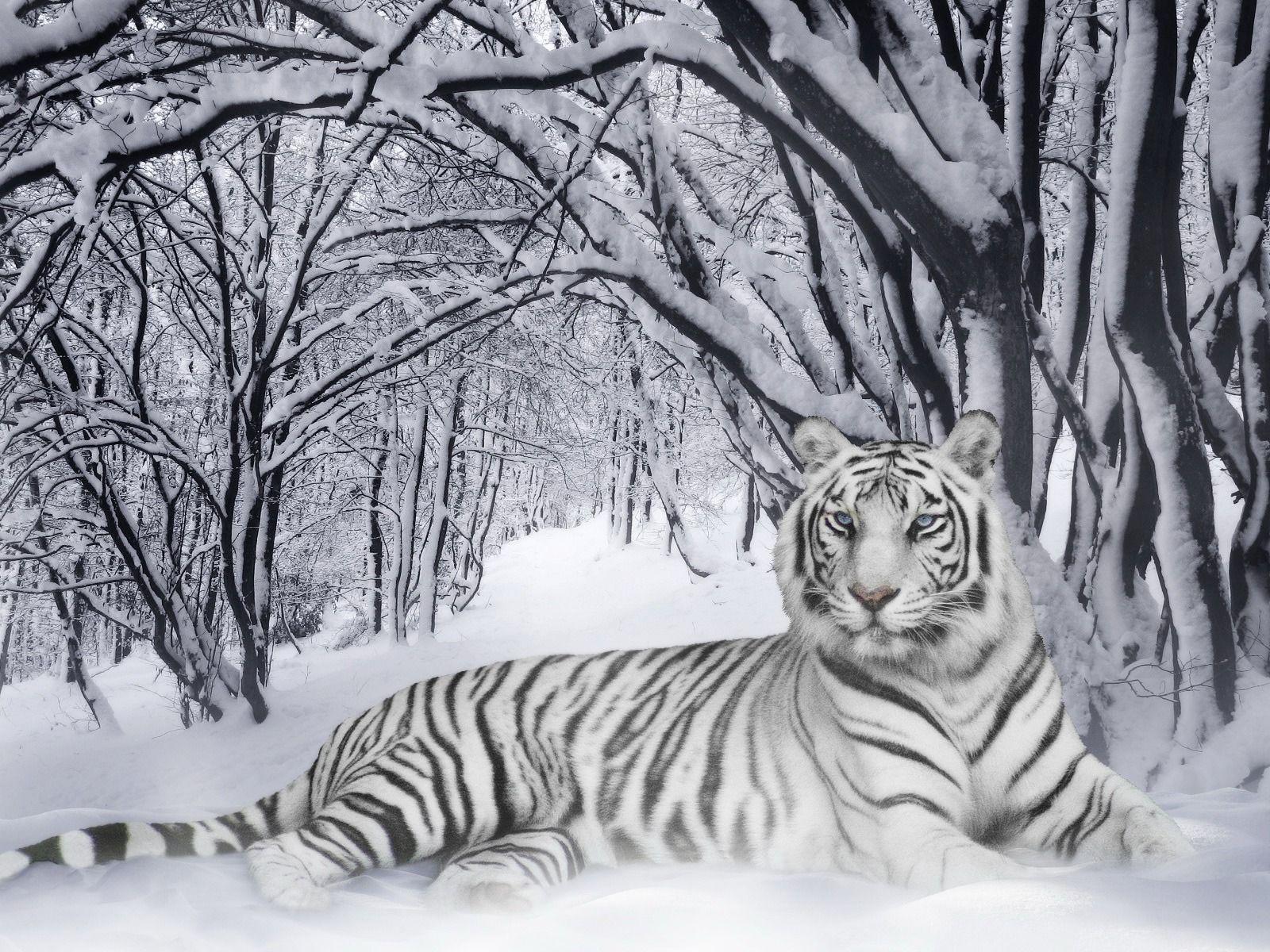 White Tiger With Blue Eyes Wallpapers 3d Wallpaper Cave