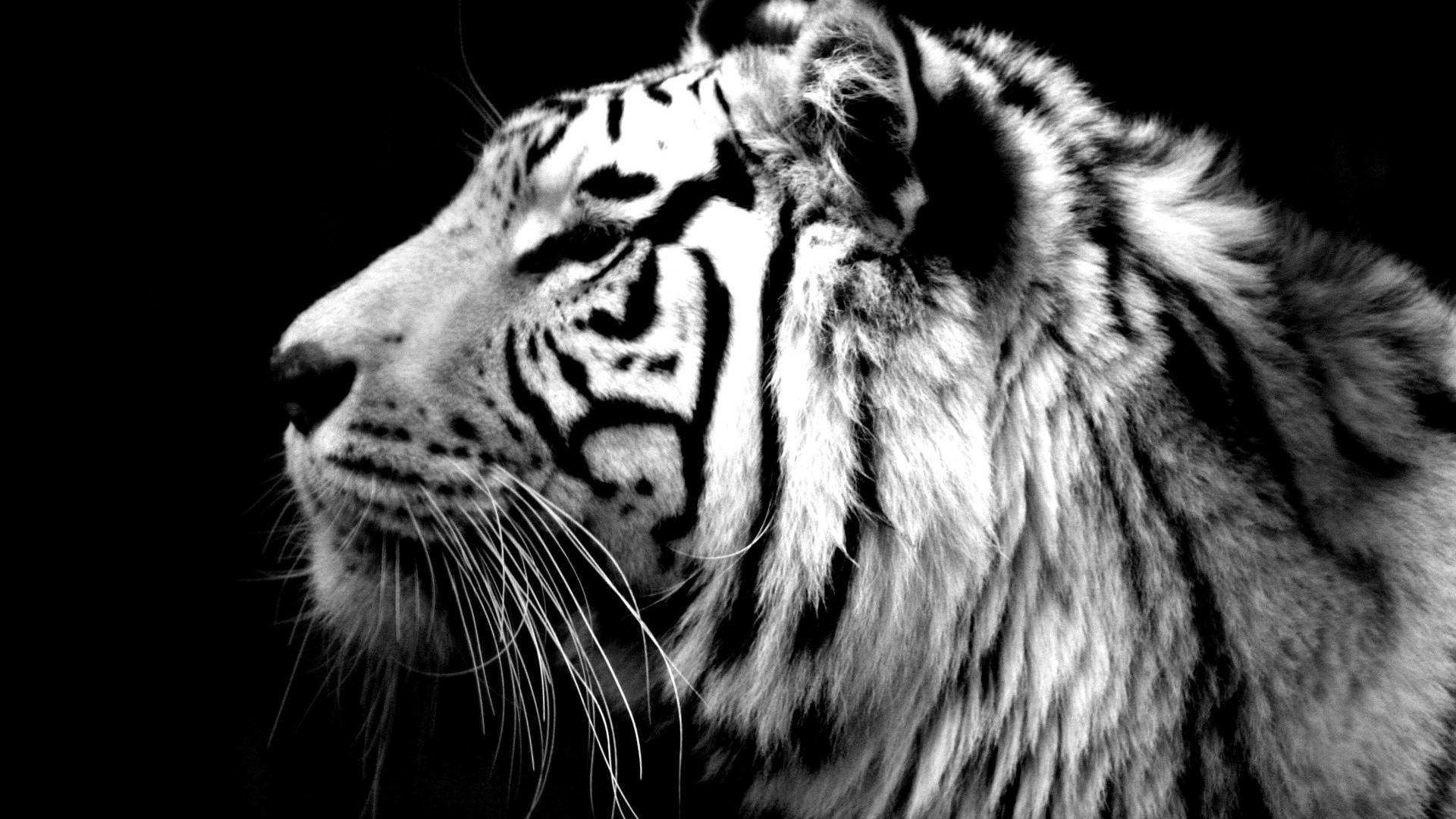 White Siberian Tiger Wallpapers Wallpaper Cave