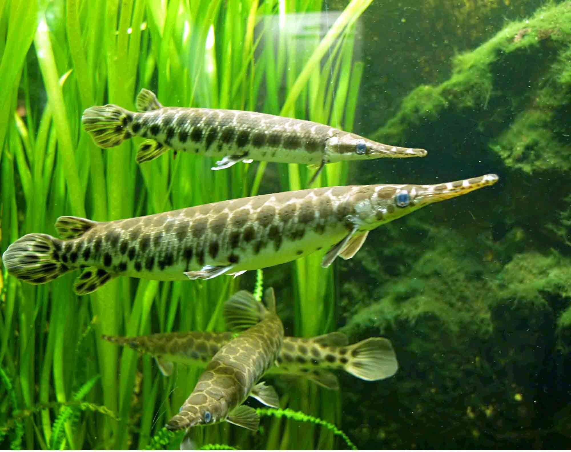 Alligator Gar Wallpapers Wallpaper Cave
