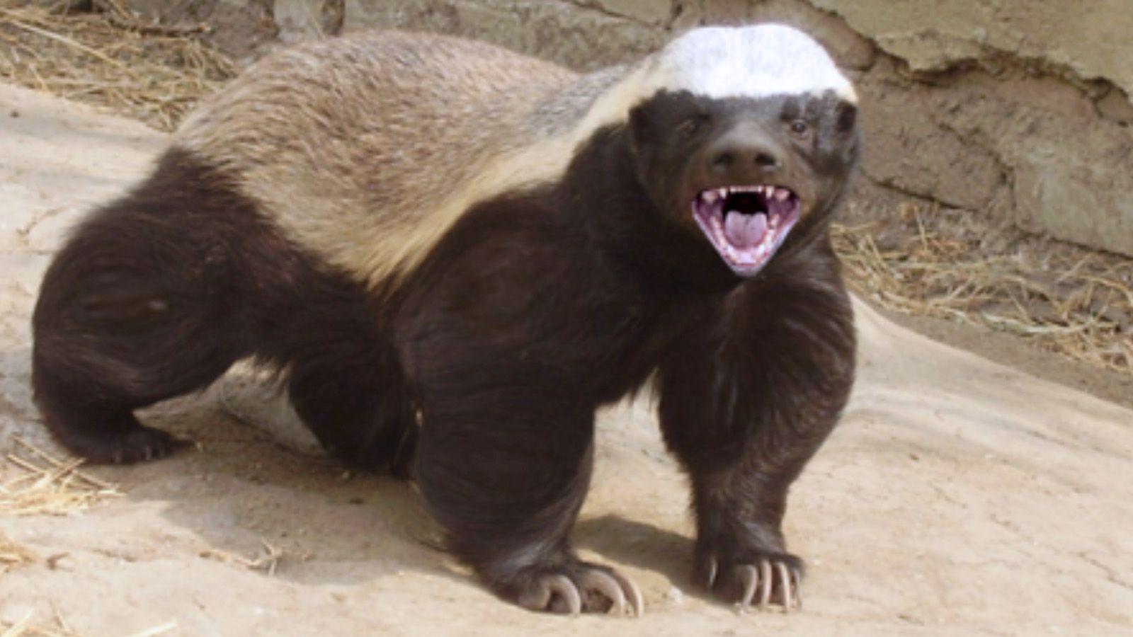 Honey Badger Wallpapers Wallpaper Cave