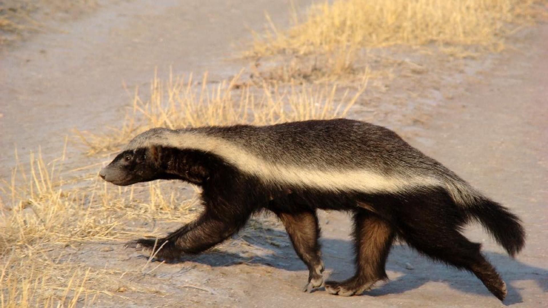 Honey Badger Wallpapers Wallpaper Cave