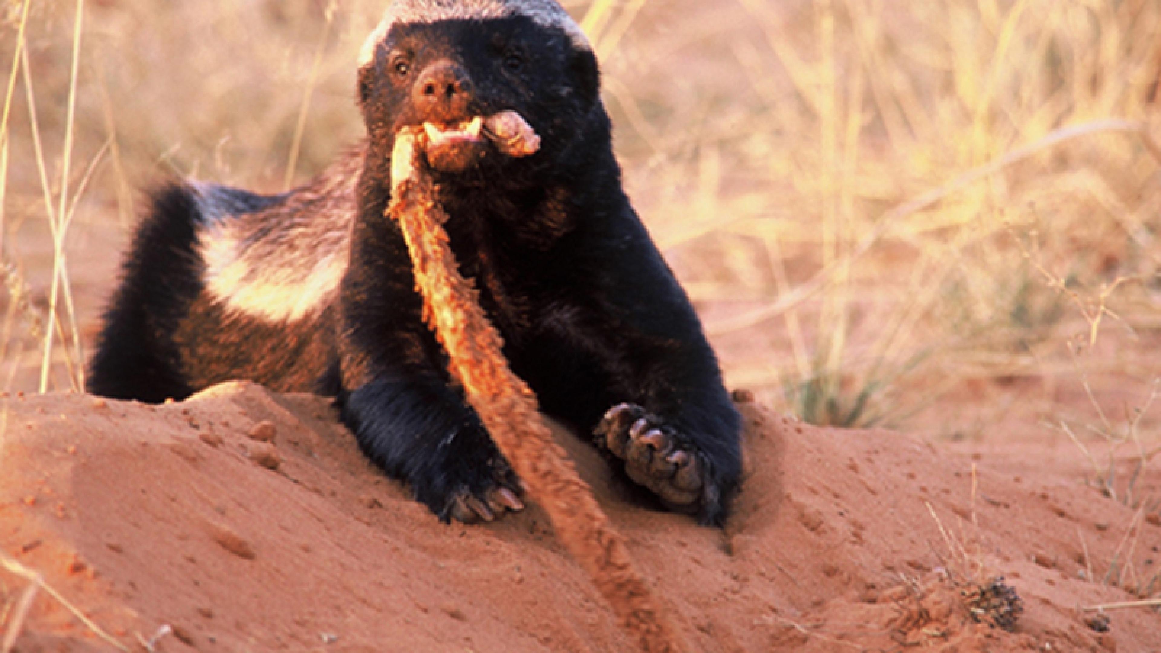 Honey Badger Wallpapers Wallpaper Cave