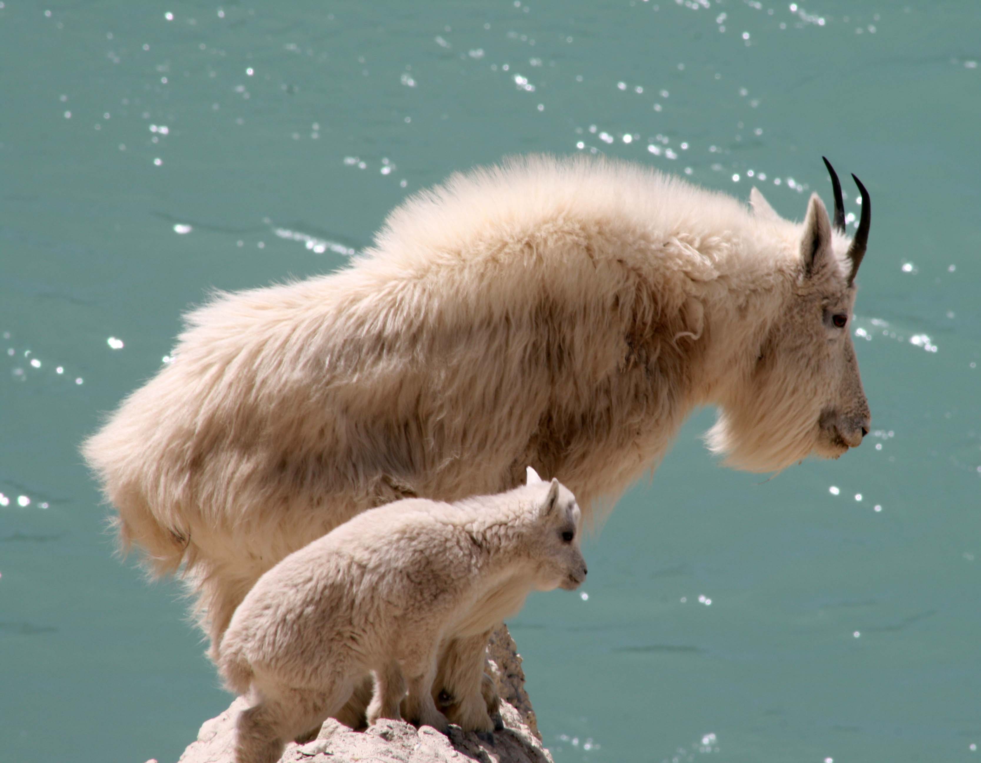 Baby Goat Wallpapers Wallpaper Cave