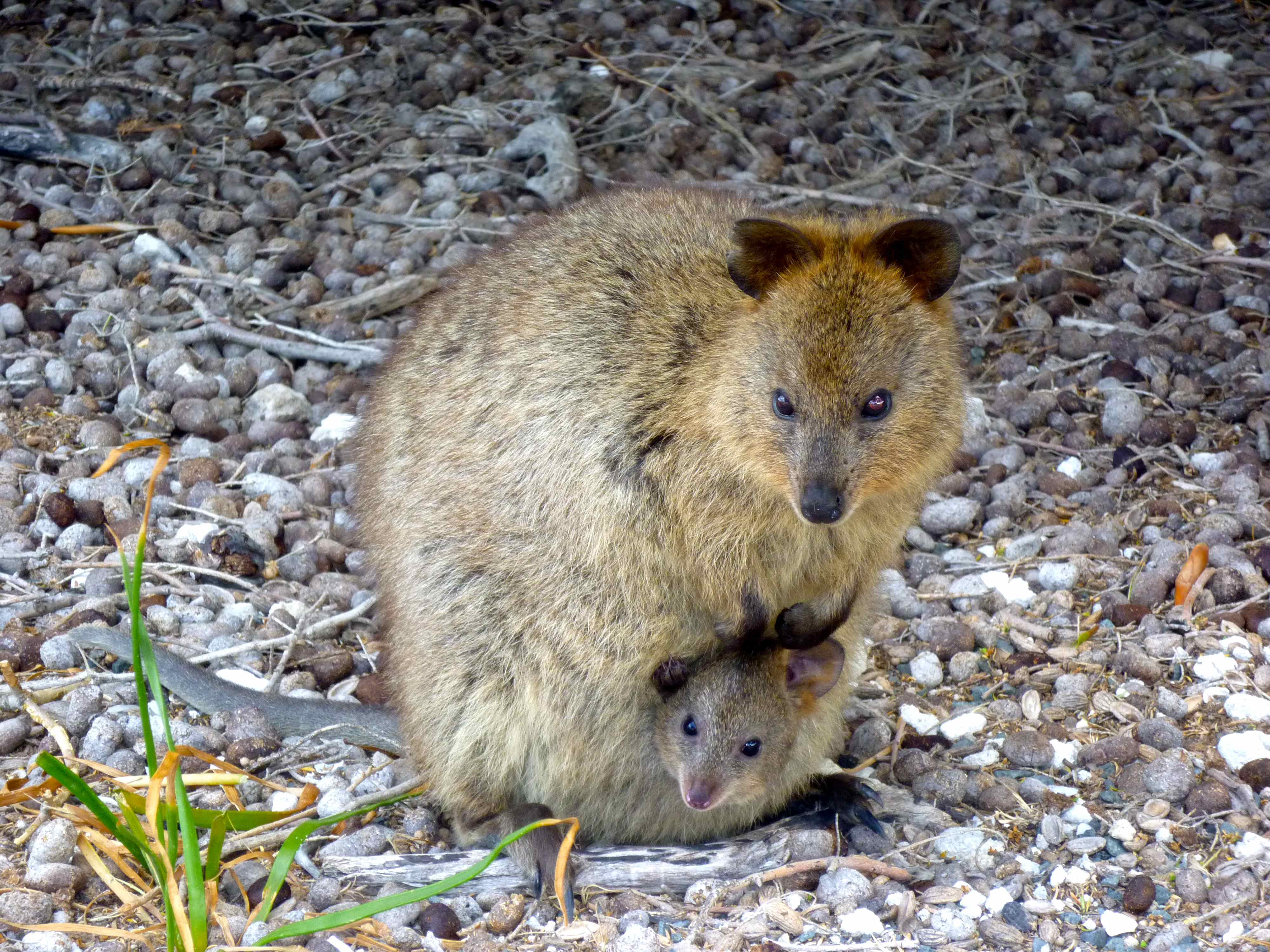 Quokka Wallpapers Wallpaper Cave