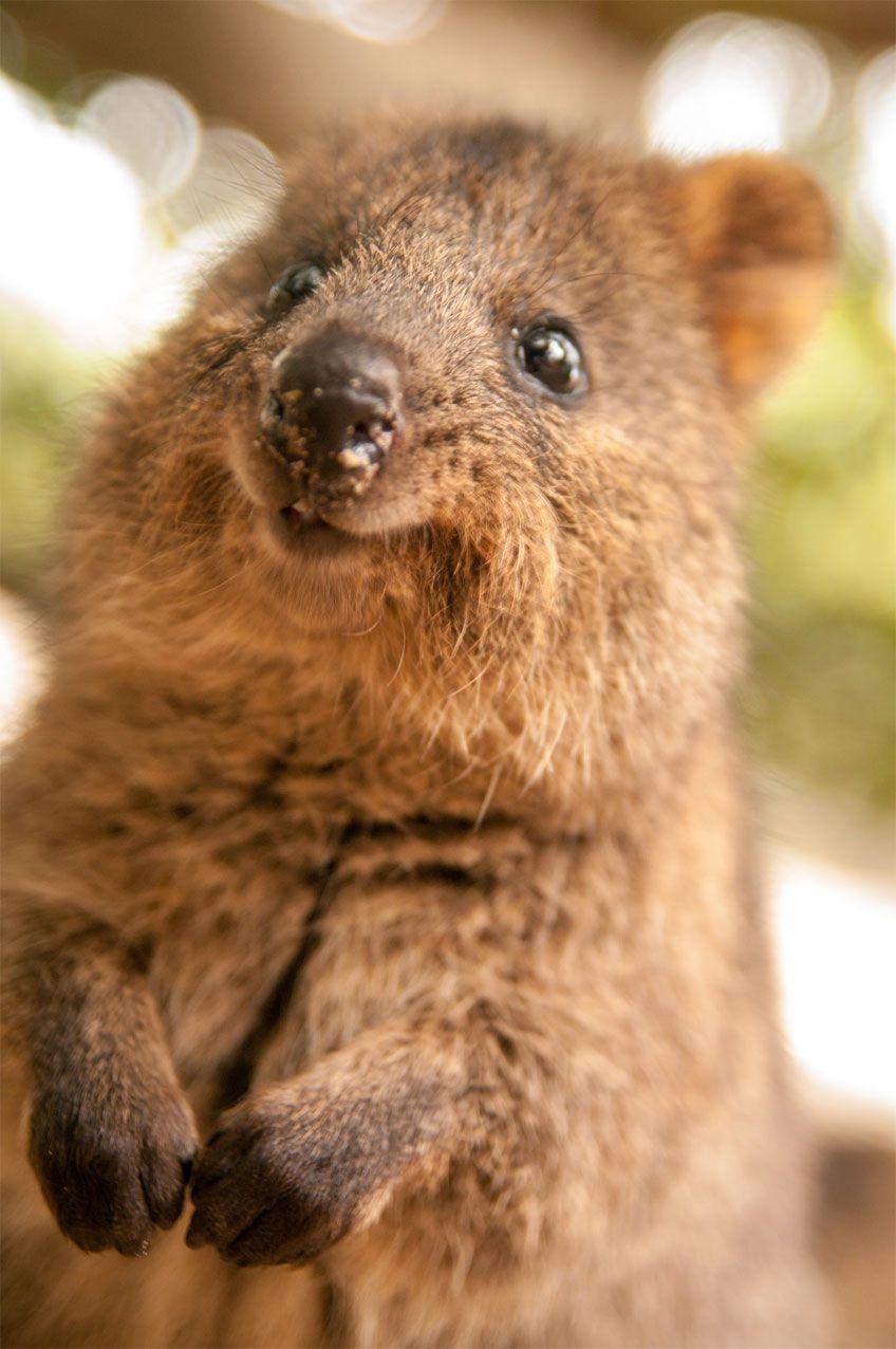 Quokka Wallpapers Wallpaper Cave