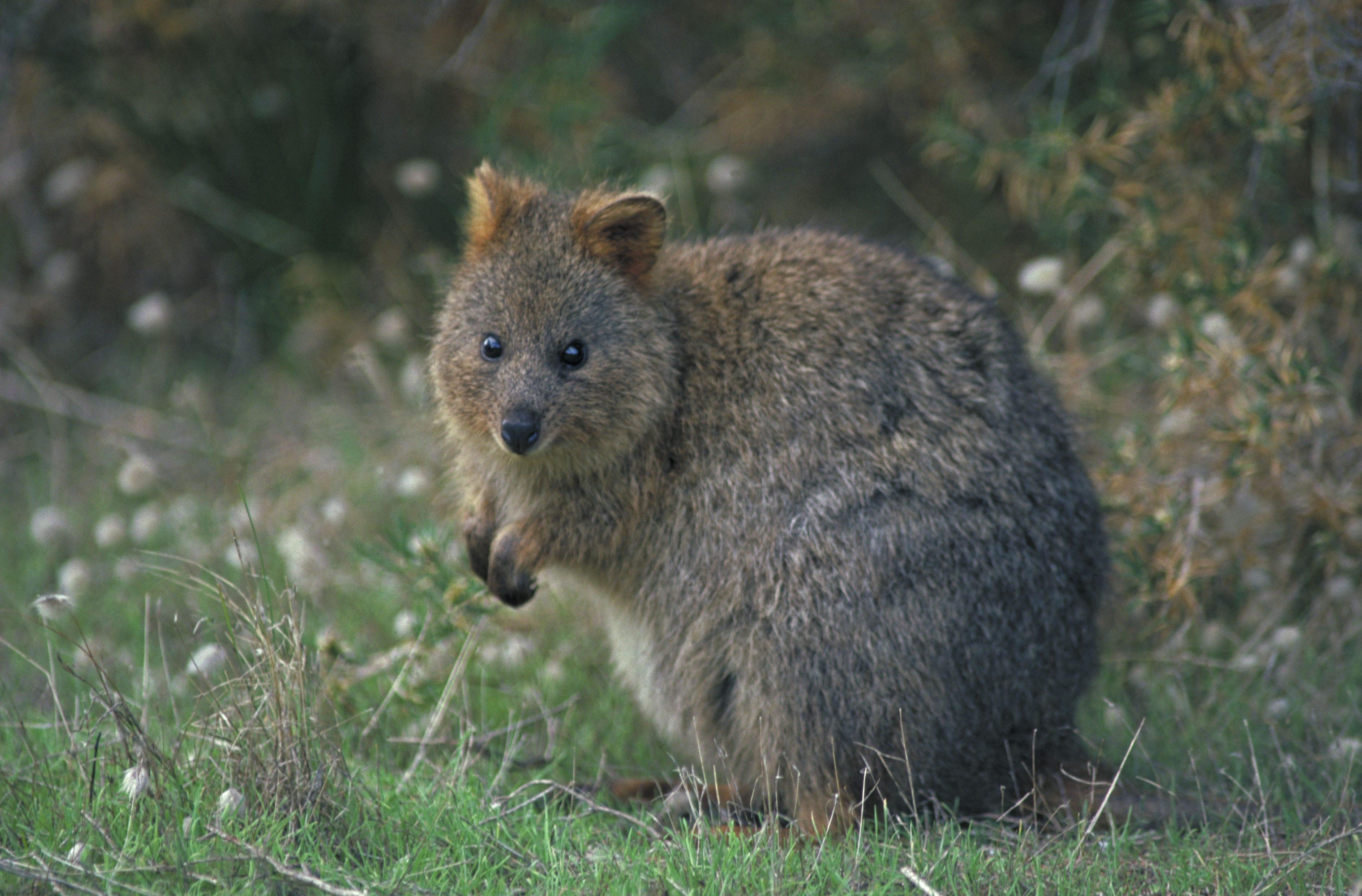 Quokka Wallpapers Wallpaper Cave