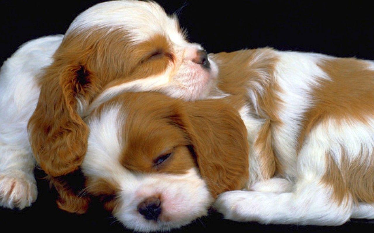 Puppy HD Wallpapers Wallpaper Cave