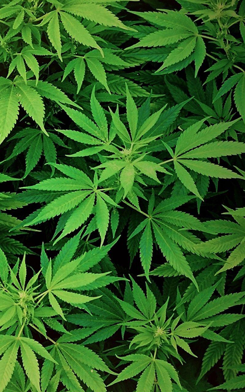 35 Gambar Wallpaper for Iphone Weed terbaru 2020 Miuiku