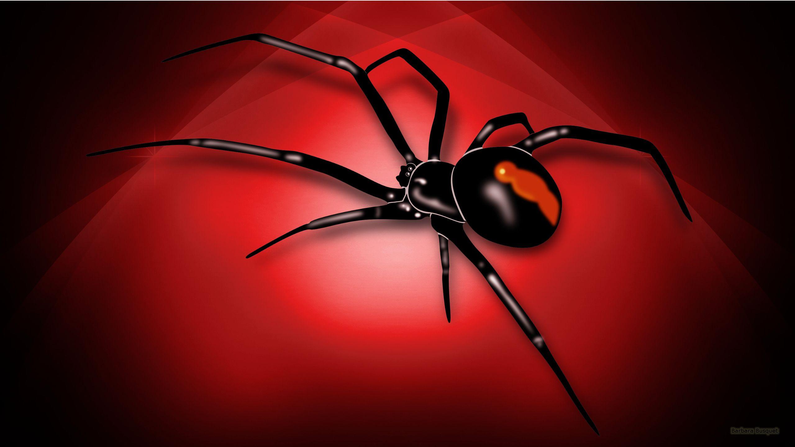 Cool Spider Wallpapers Wallpaper Cave