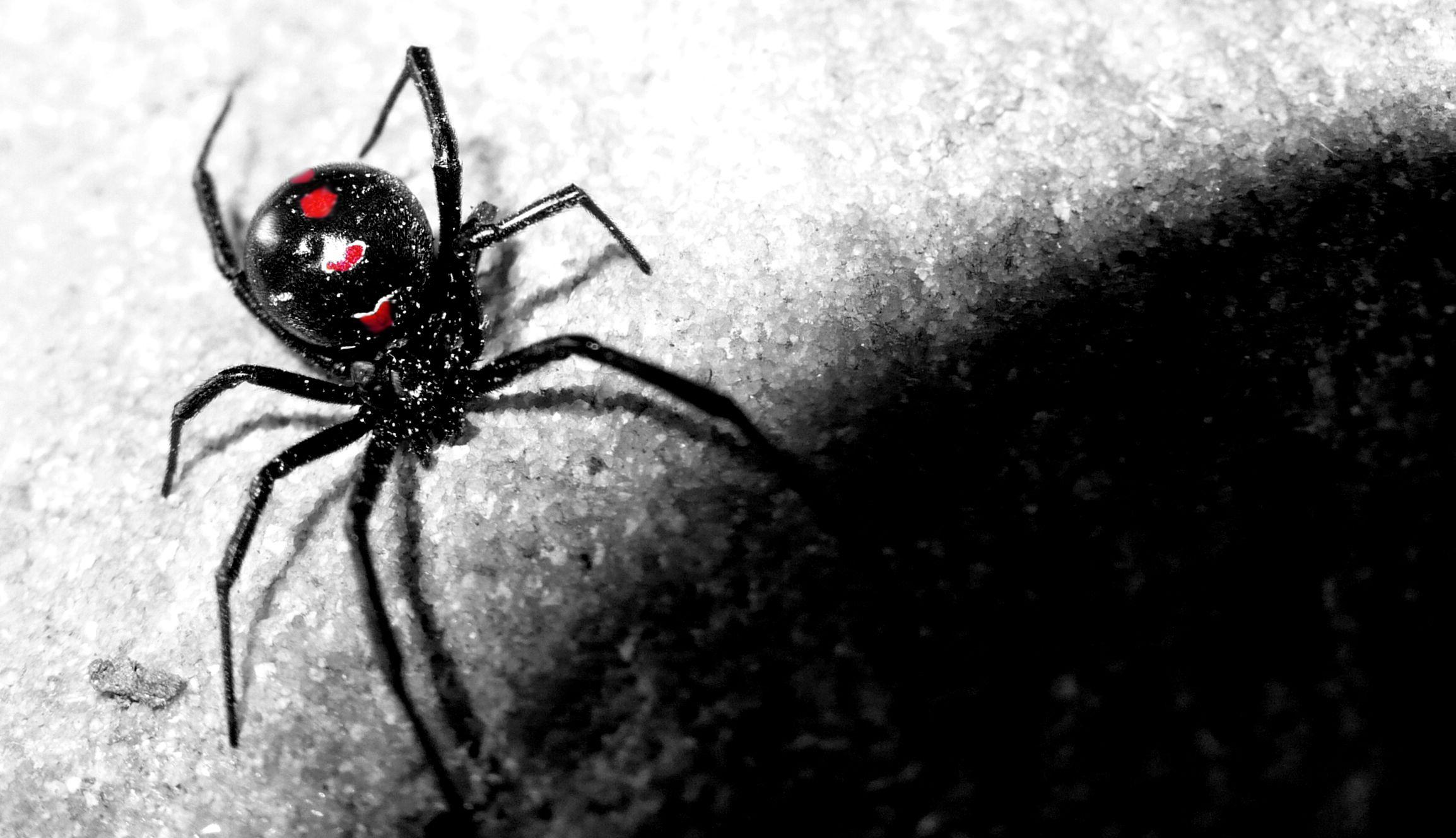 Cool Spider Wallpapers Wallpaper Cave