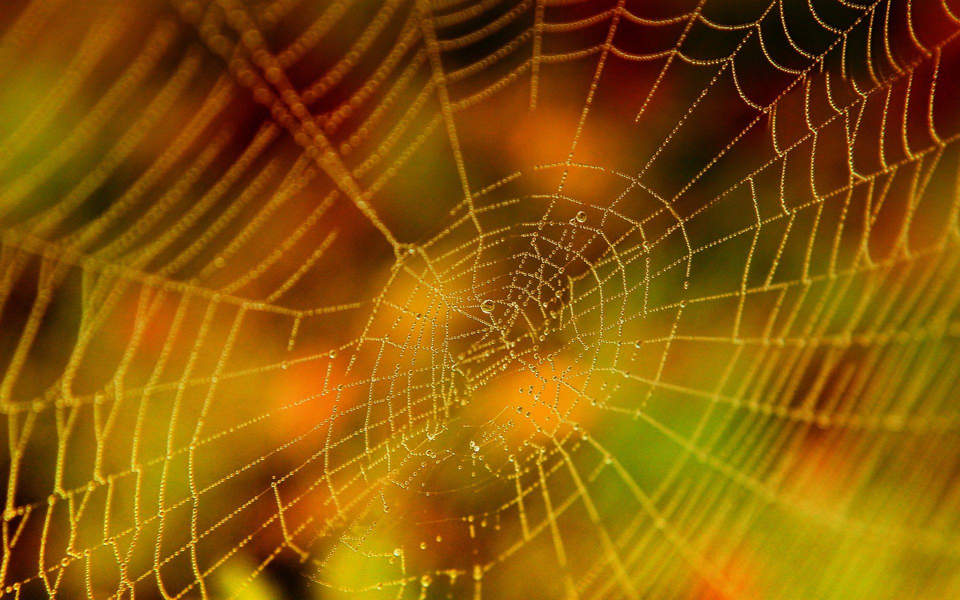 Cool Spider Wallpapers Wallpaper Cave