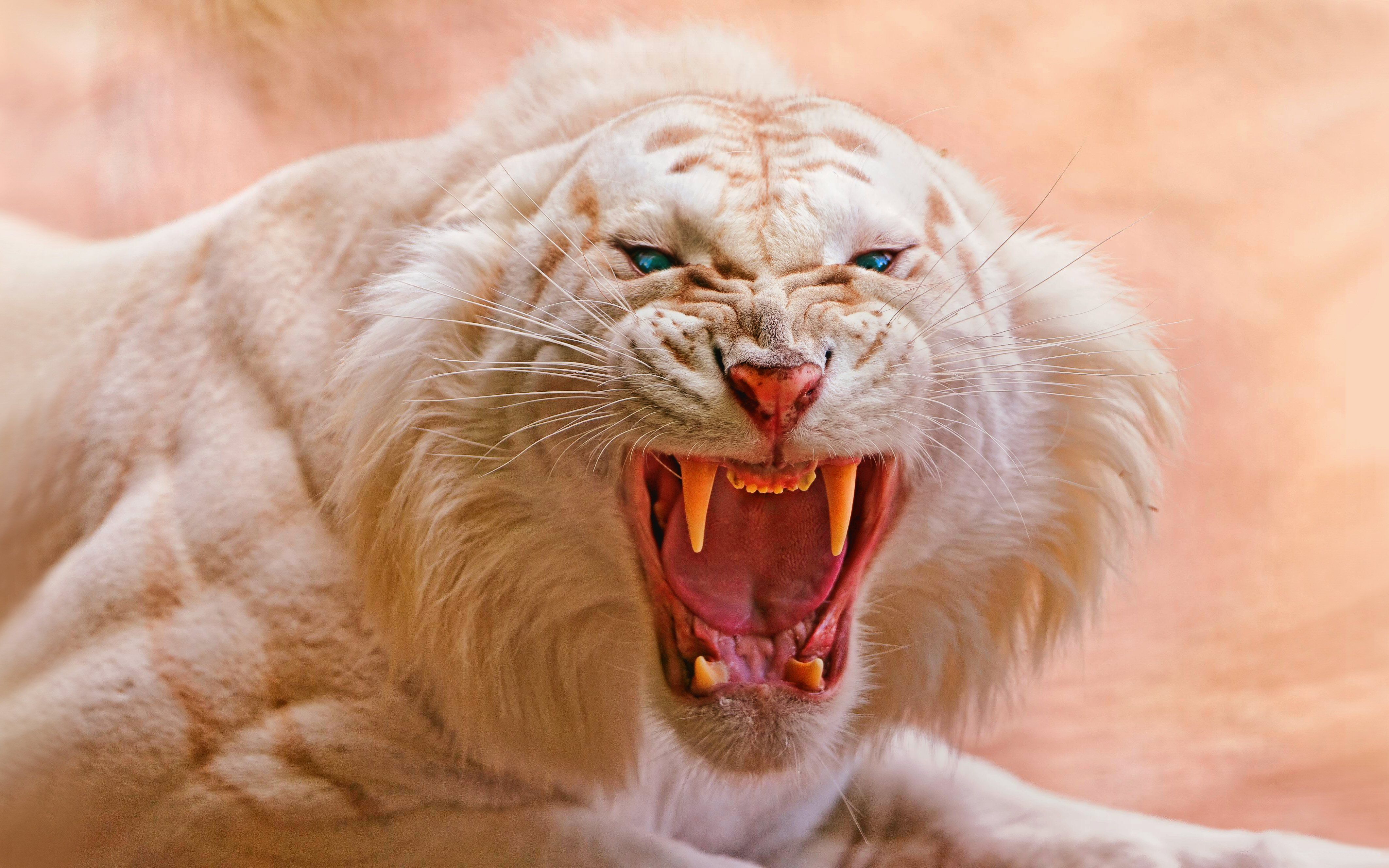 Wallpapers Singa 3D Wallpaper Cave