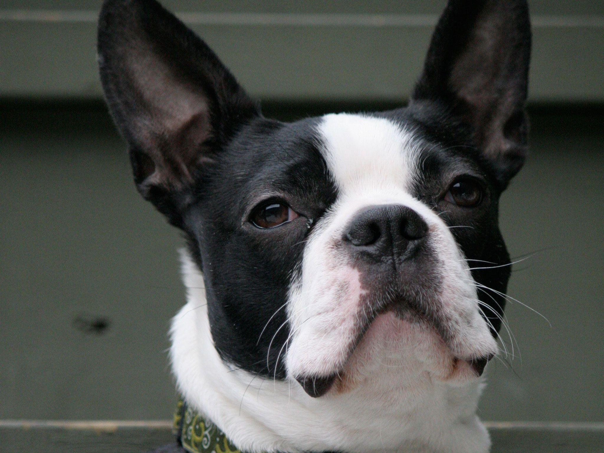 Boston Terriers Wallpapers Wallpaper Cave