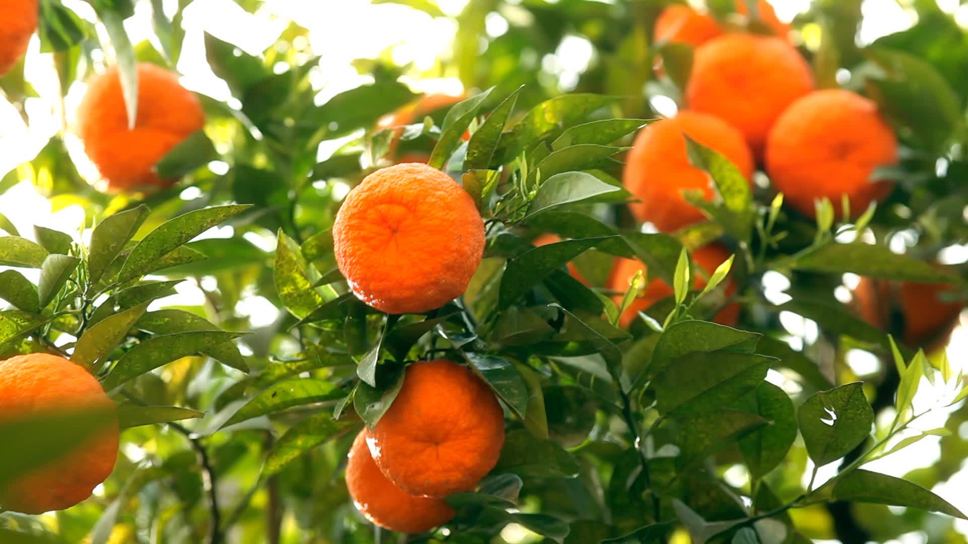 Tangerine Wallpapers Wallpaper Cave