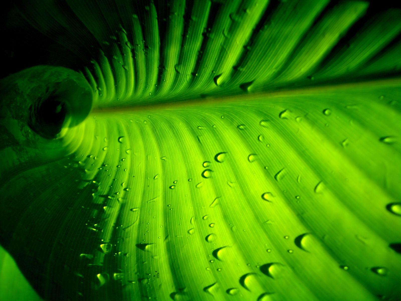 Palm Leaves Wallpapers Wallpaper Cave