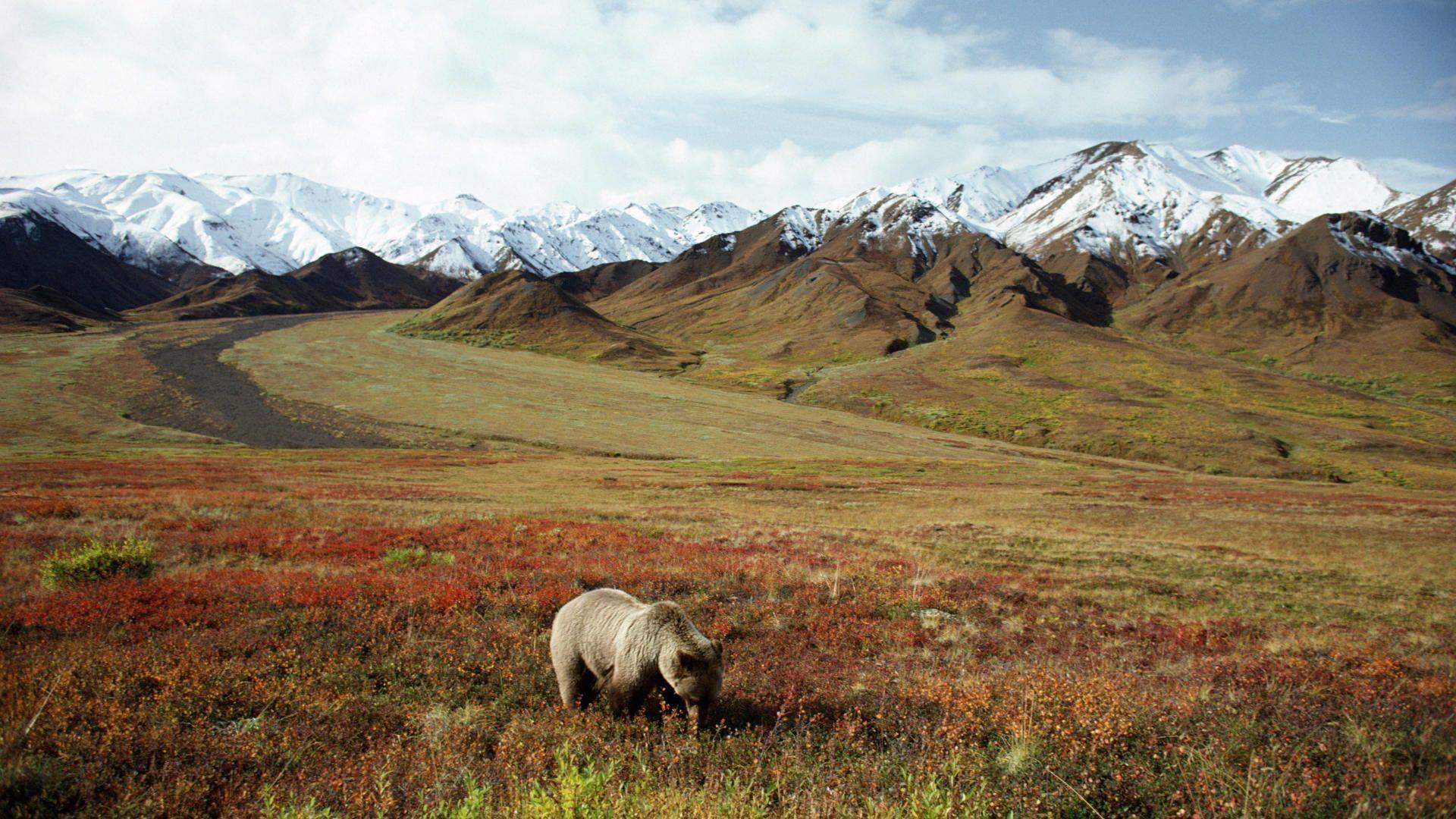 Denali National Park And Preserve Wallpapers Wallpaper Cave