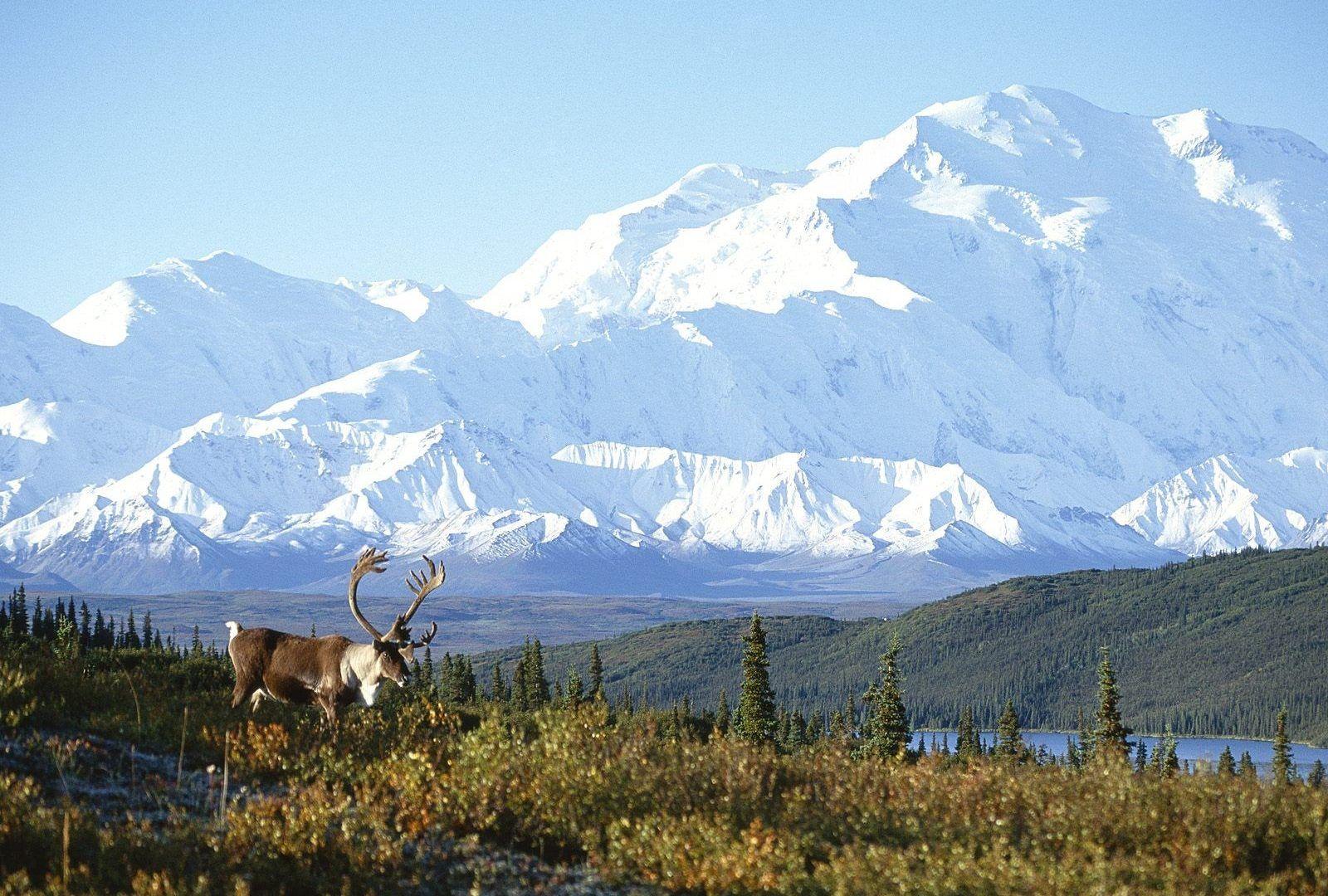 Denali National Park And Preserve Wallpapers Wallpaper Cave