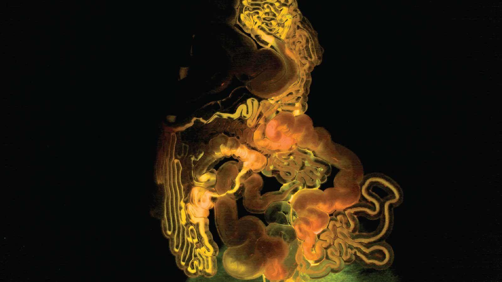 Neri Oxman Wallpapers Wallpaper Cave
