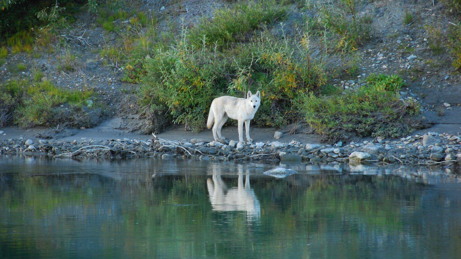 Alaska International Wolf Center
