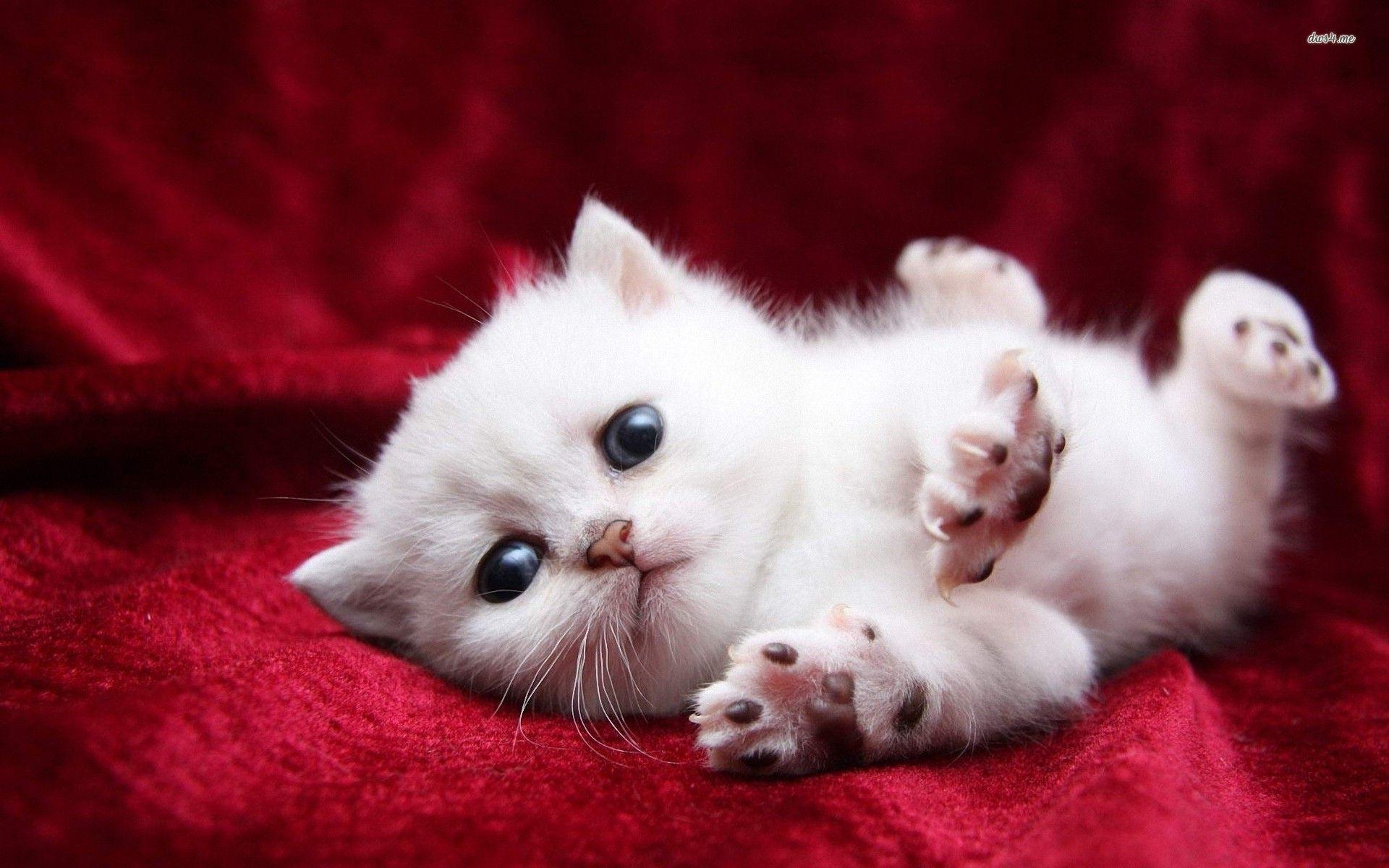 Cute Baby Cats Wallpapers Wallpaper Cave