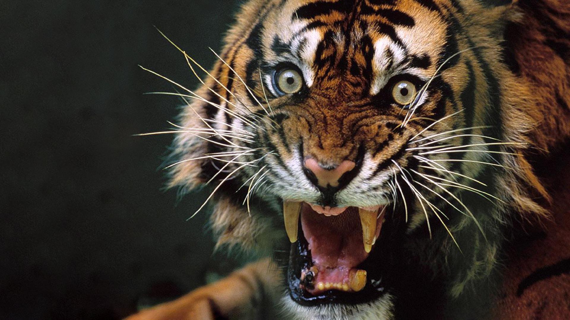 Angry Tiger Wallpapers Wallpaper Cave