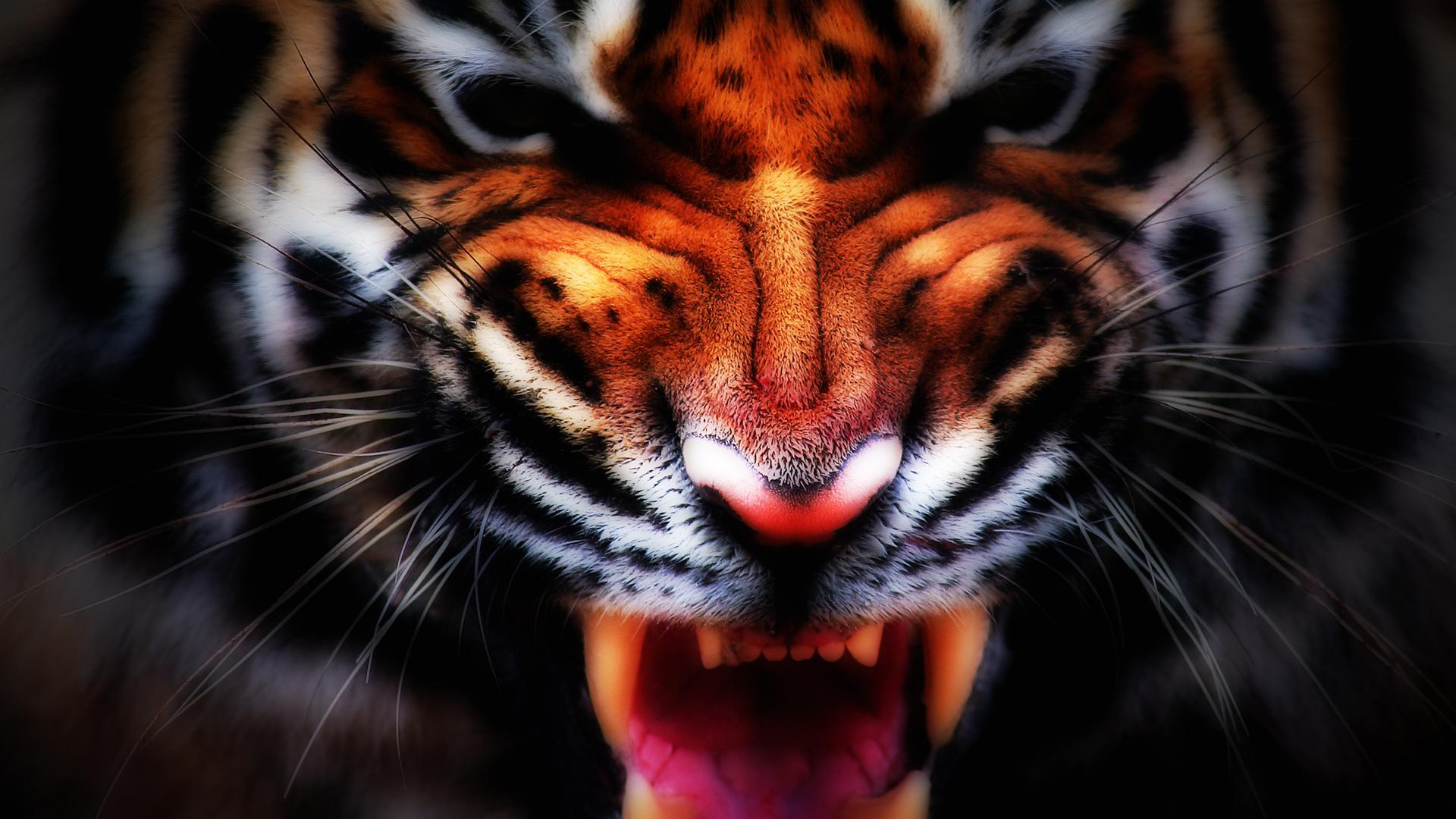 35 Gambar Black Background Hd Tiger Wallpaper terbaru 2020 Miuiku