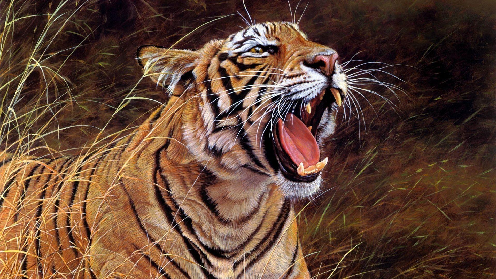 Angry Tiger Wallpapers Wallpaper Cave