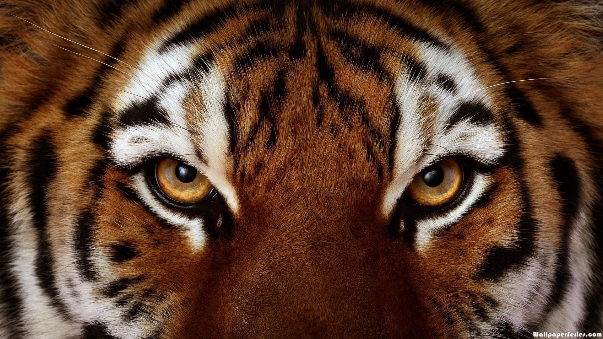 Angry Tiger Wallpapers Wallpaper Cave