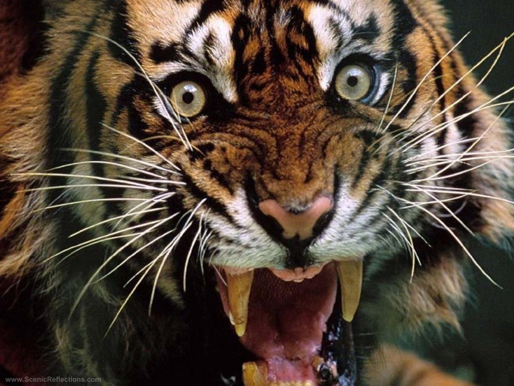 Angry Tiger Wallpapers Wallpaper Cave
