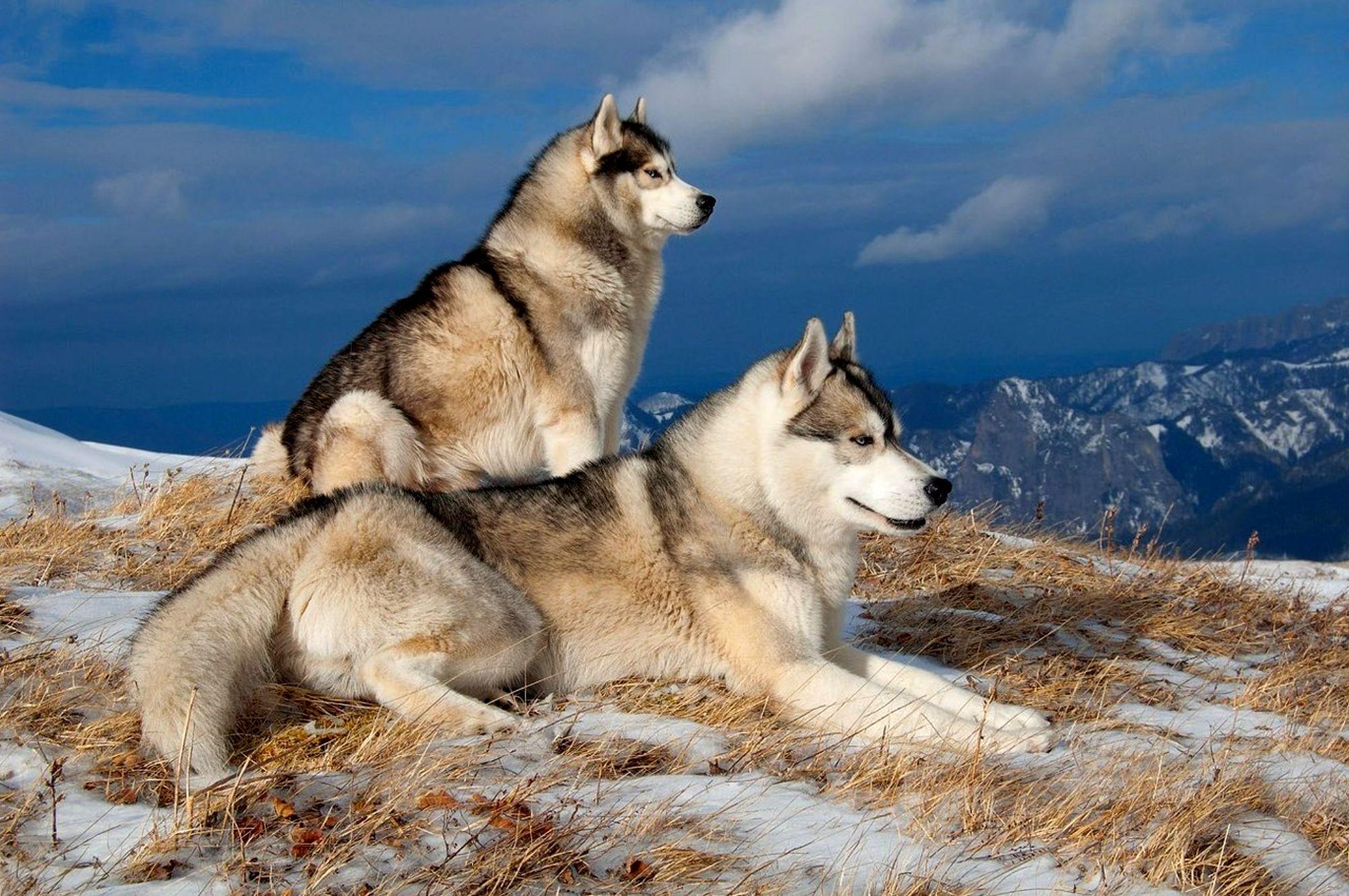 Huskies Dogs In Winter Wallpapers Wallpaper Cave