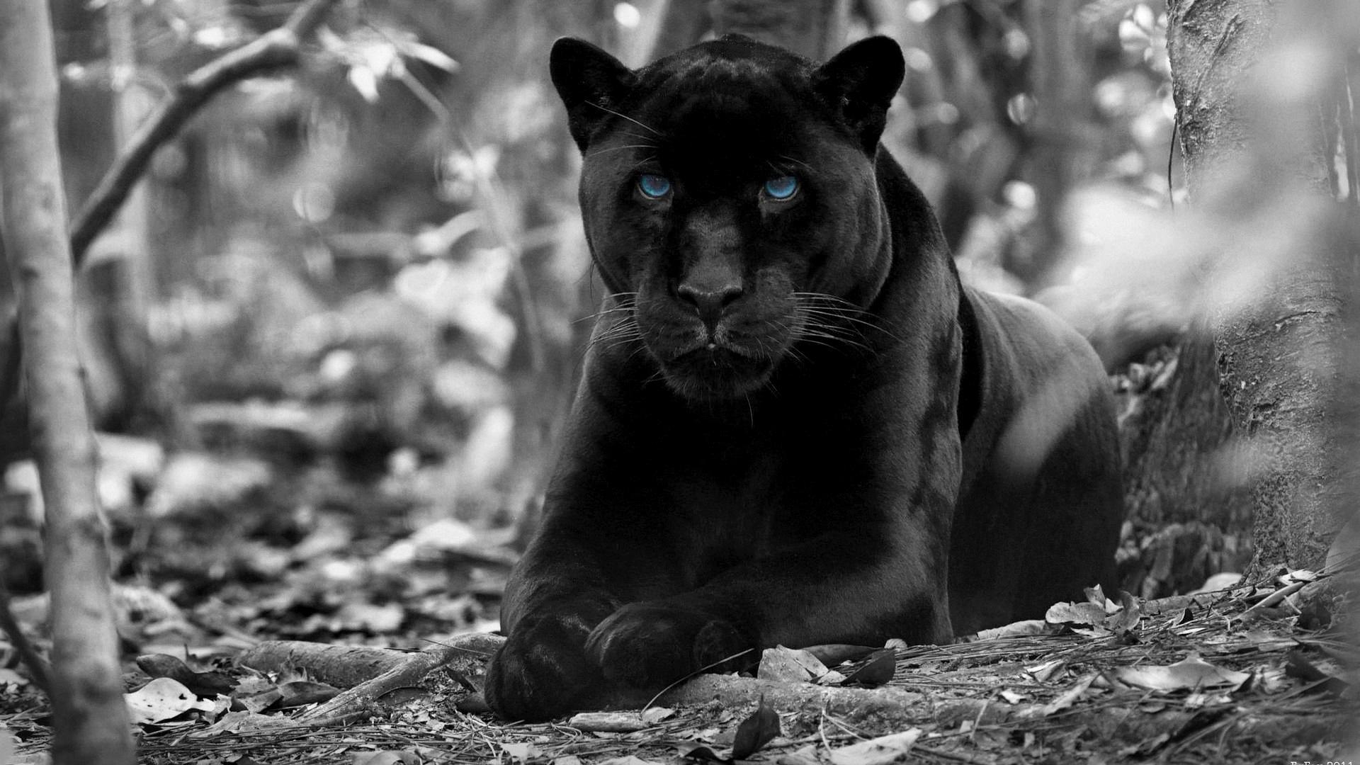 Black Panther Animal Wallpapers Wallpaper Cave