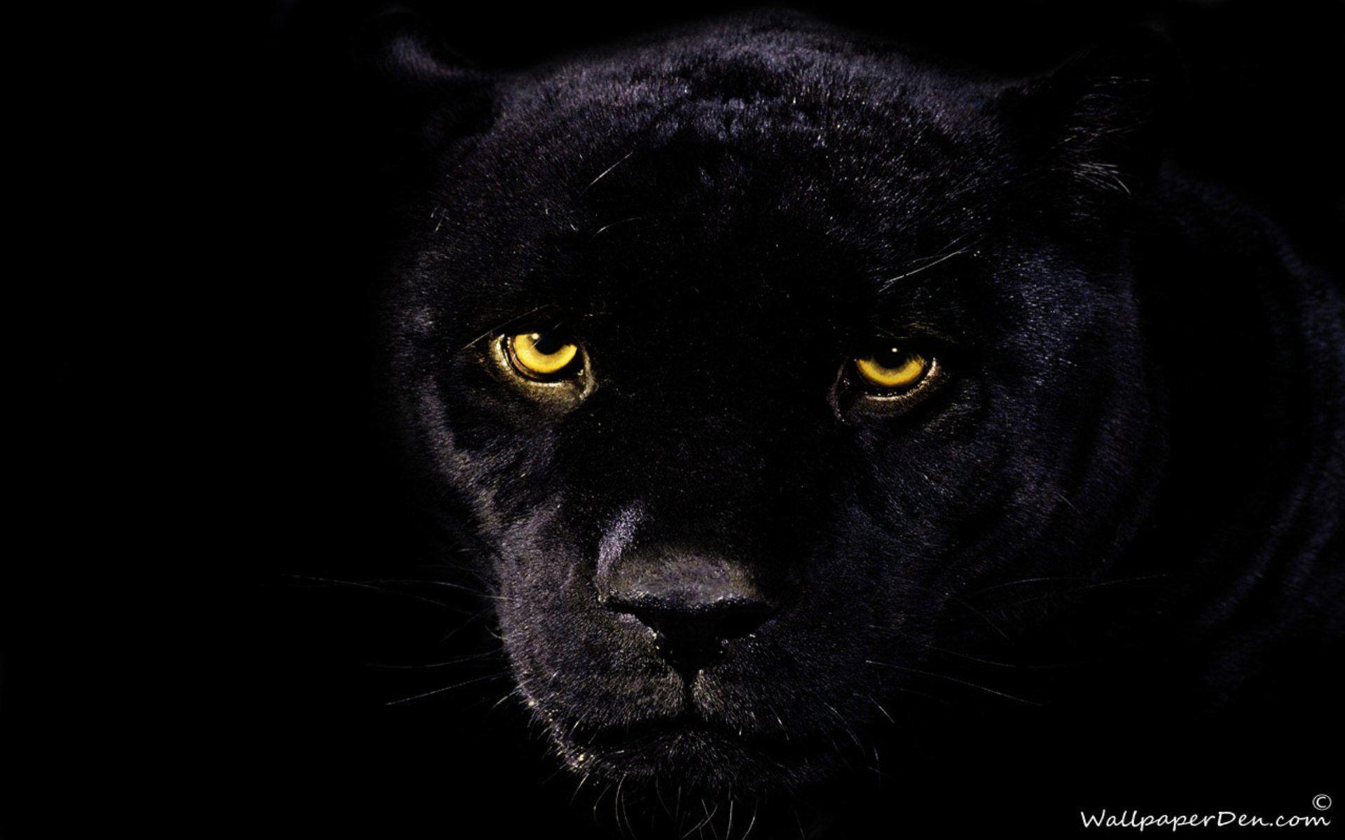 Black Panther Animal Wallpapers Wallpaper Cave